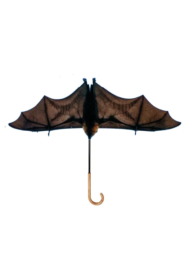 un parapluie en chauve-souris